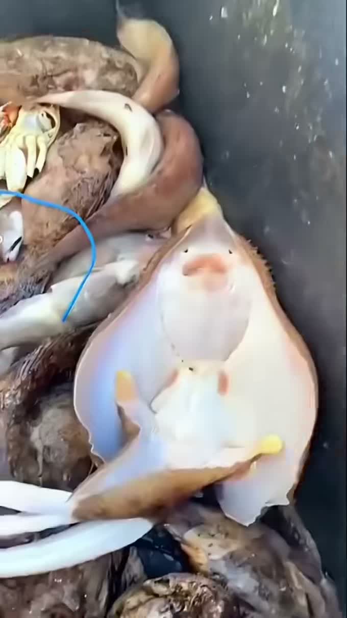 너무 웃겨서 배 아파 죽겠어