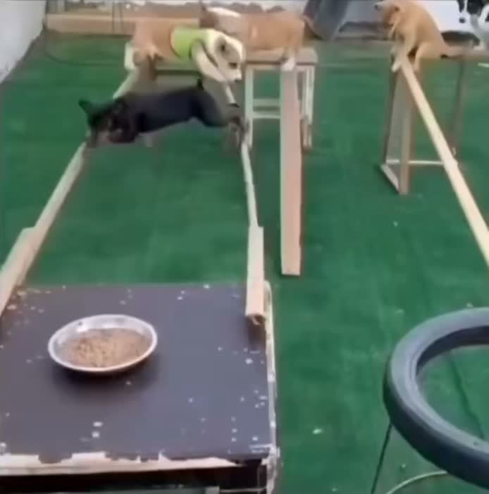 실미도에 있다는 애견카페