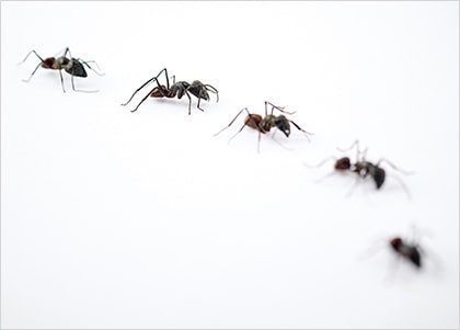 세계에서 가장 빠른 개미
