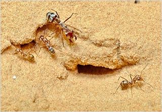 세계에서 가장 빠른 개미