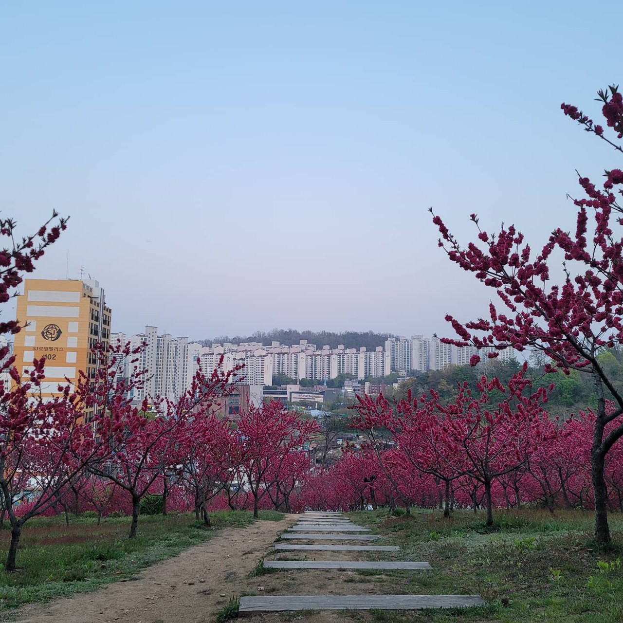 월요일 오일 클래스 후 동네 뒷산 산책