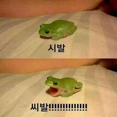 개구리_씨발.jpg